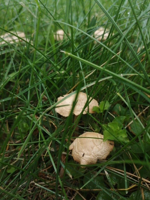 Garden life up close in Slonim on a wet summer morning
