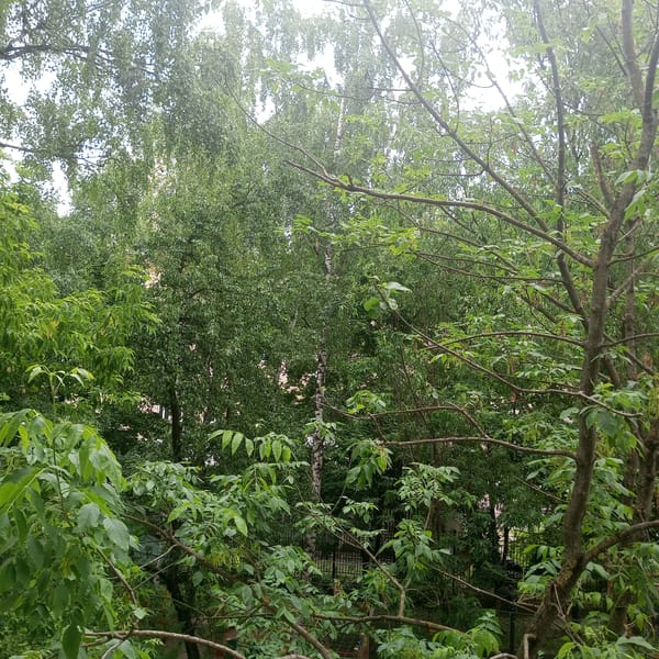 Ordinary Moscow moments: trees, deodorant, pathways captured in minute