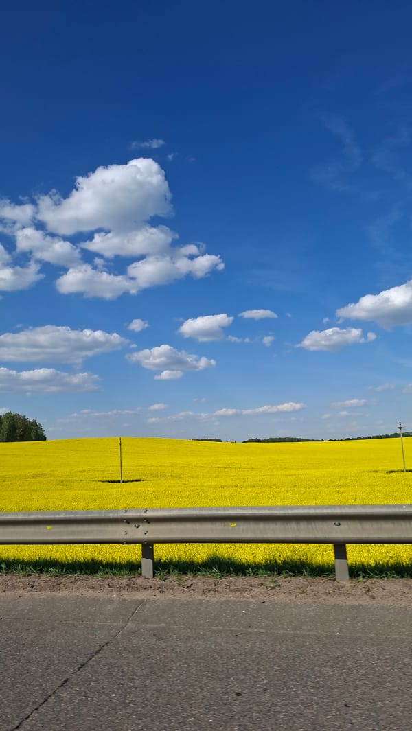 Yellow flowering field captured beside road in Belarus