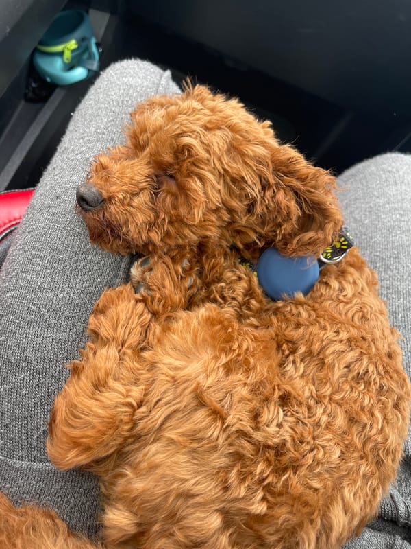 Goldendoodle puppy sleeps peacefully on owner's lap in Bulgaria