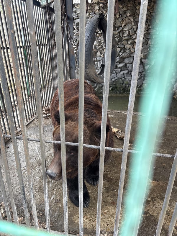 Animals observed in cages at rural facility in Таскино, Russia