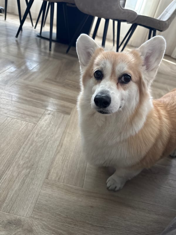 Corgi spotted around Krasnoyarsk during morning walk and indoor time