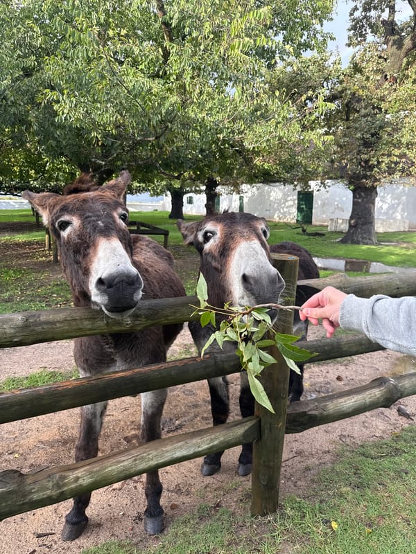 Donkeys Fed Through Fence in Drakenstein Nu, South Africa