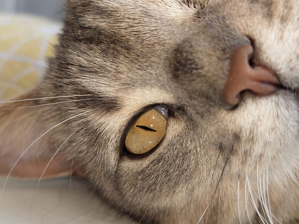 Tabby cat photographed winking and resting on yellow cushion