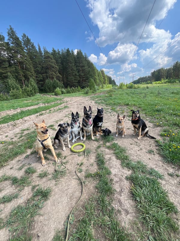 Dog pack gathers on rural paths near Nizhny Tagil
