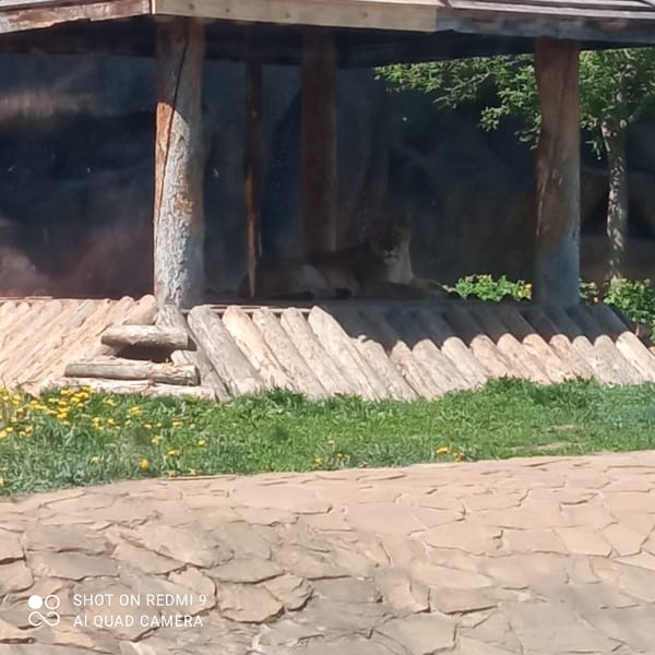 Lioness rests in wooden enclosure at Izhevsk Zoo