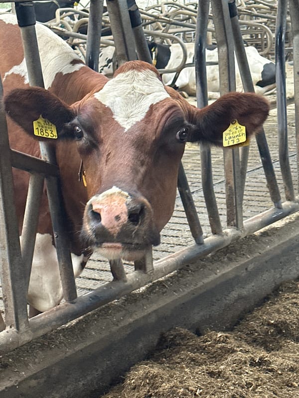 Early morning milking routine at a Dutch dairy farm