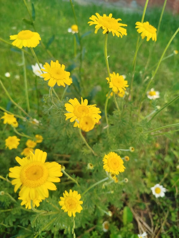 Chernihiv park in summer: wildflowers, green canopies, golden hour light