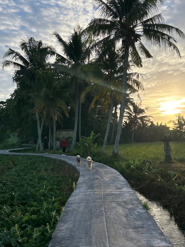 Rural roads and farmland along Mengwi's palm-lined paths