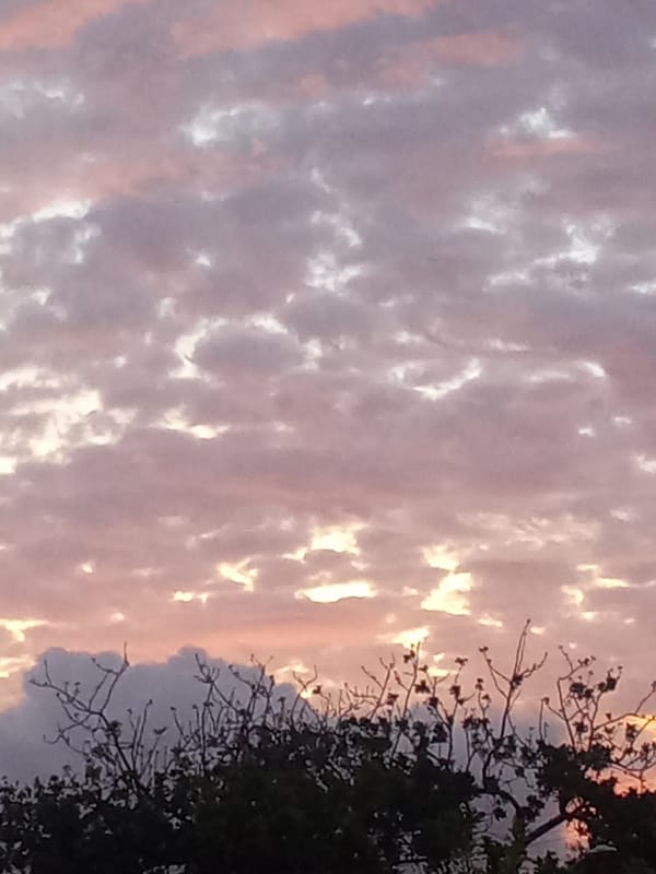 Sunset documented through flowering trees in Juan Griego, Venezuela