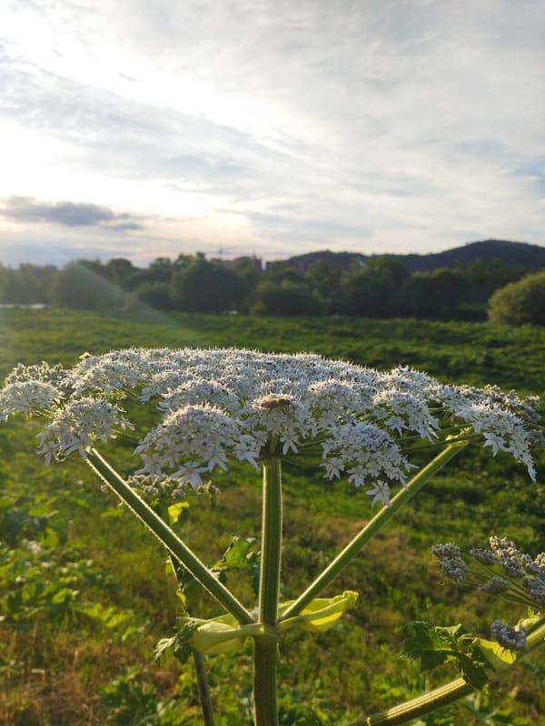 Afternoon bicycle tour documented through Mukachevo, Ukraine streets and nature