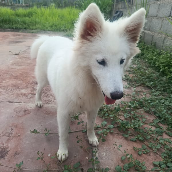 White dog spotted on vine-covered concrete in Venezuelan town