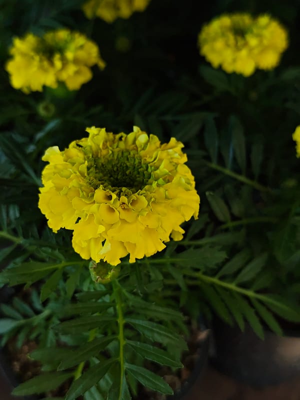 Spring flowers bloom in Vinnytsia gardens