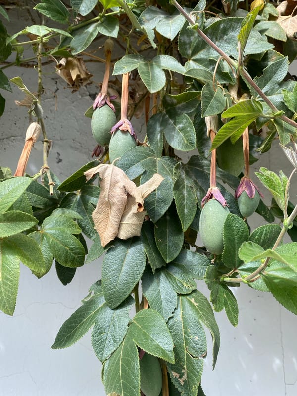 Botanical documentation session captures flowering plants in La Paz