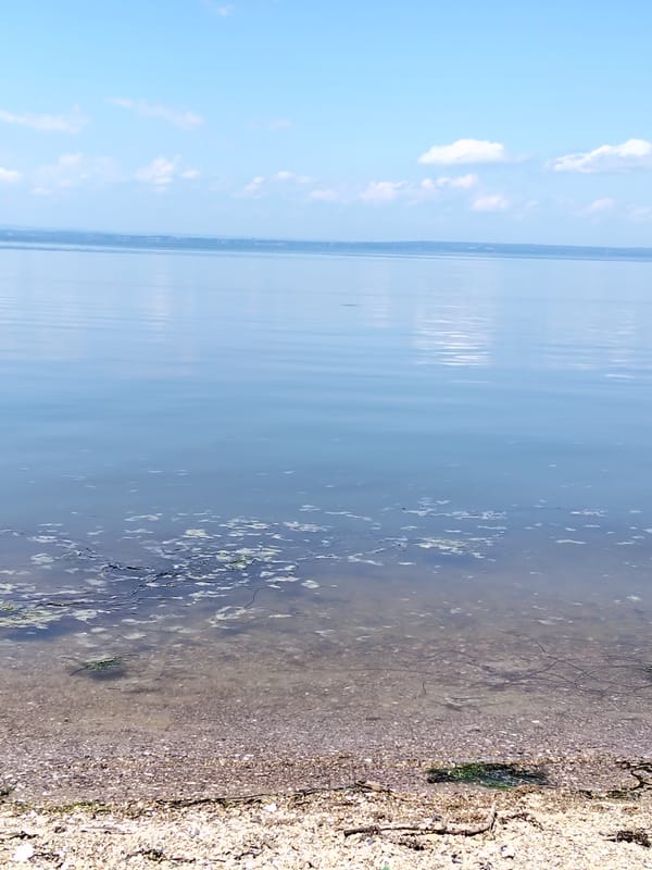 Early morning beach outing with leashed cat in Vladivostok