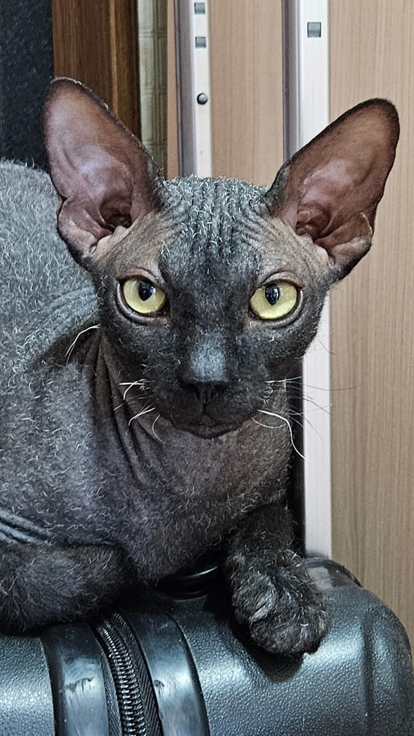 Sphynx cat explores suitcase and window screen in Almaty