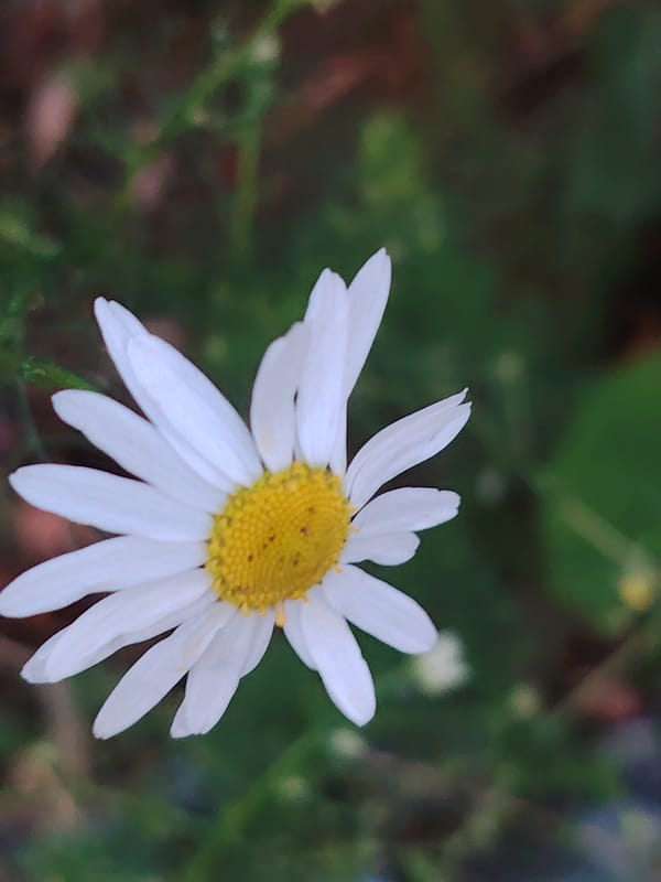 Close-up wildflower survey along a Balashikha green space