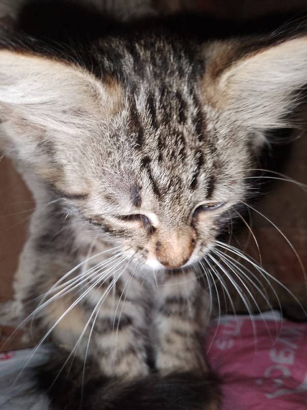 Tabby kittens doing tabby kitten things at home