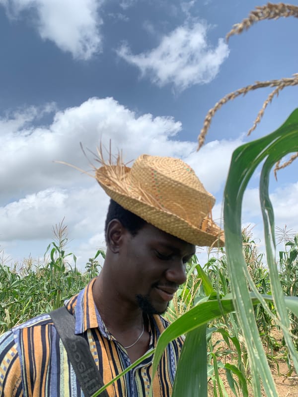 Morning visit to a cornfield in Gwafan, Nigeria