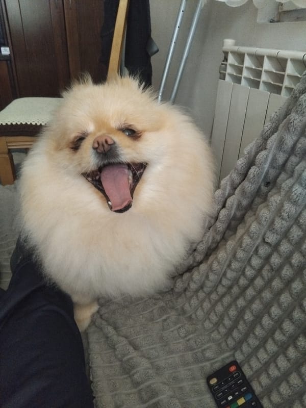 Pomeranian dog captured in morning routine in Apriltsi home
