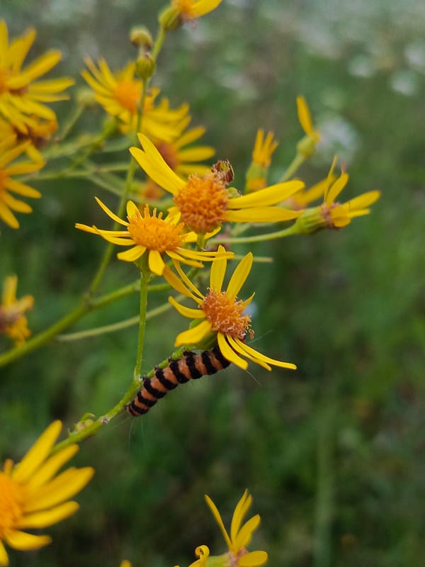 Wildflowers, insects, and stormy skies on a Russian country walk