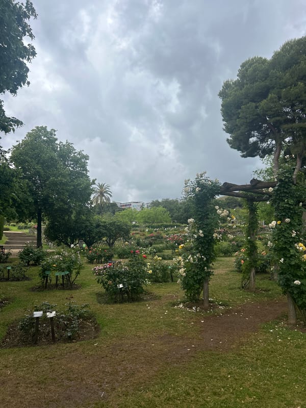 Rose garden documented in Barcelona during morning hours