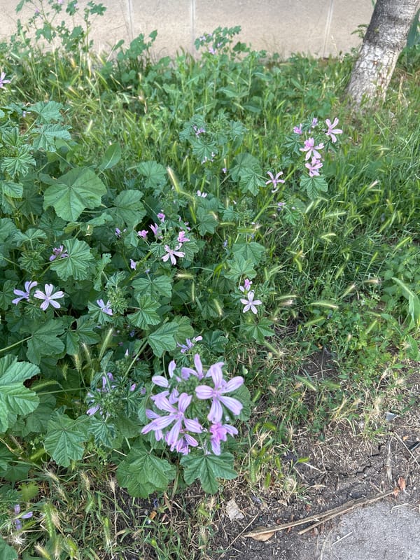 Close-up tour of flowering plants across a Sofia garden