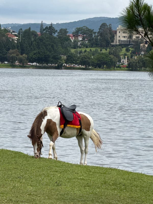 Morning lakeside activities unfold around Xuan Huong Lake, Da Lat