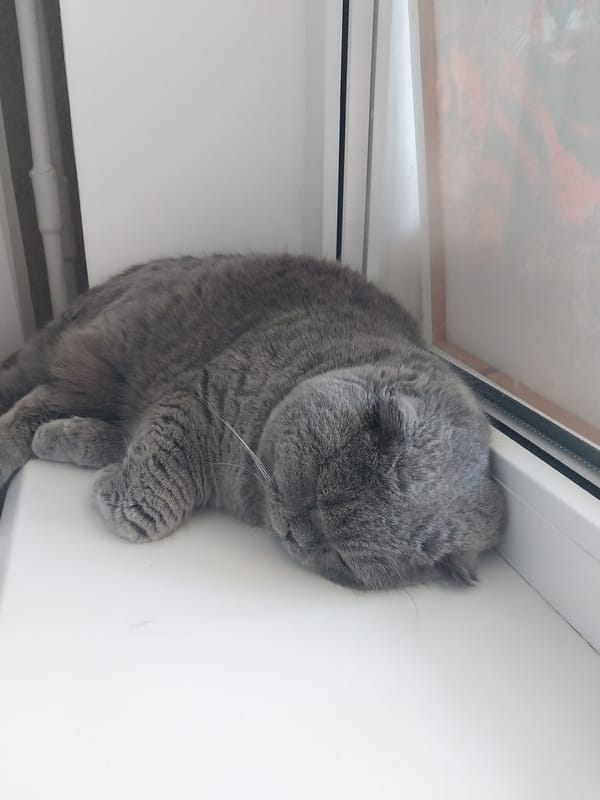 Grey cat claims every surface in a Dnipro apartment