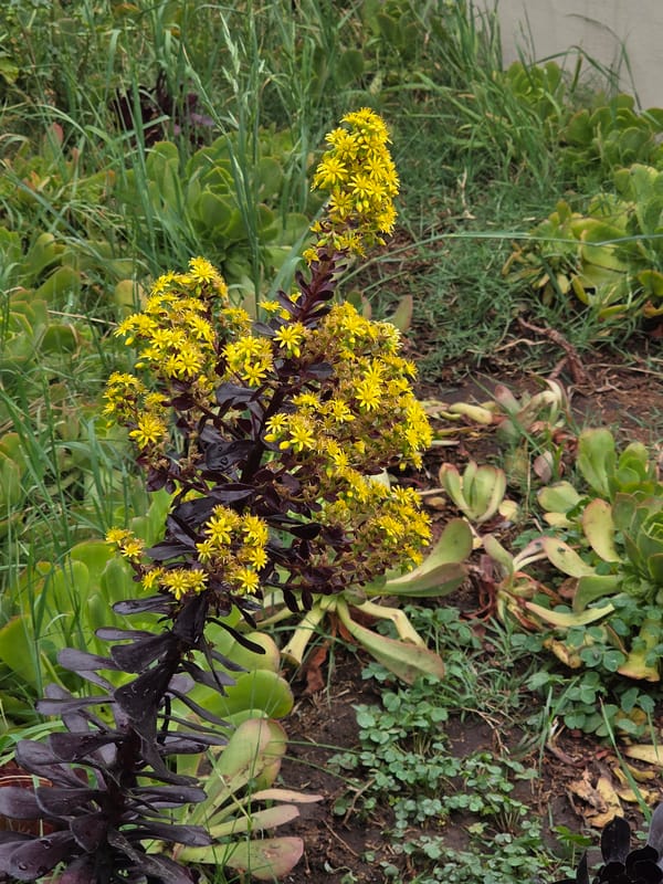 Succulent Garden Blooms Documented in Ensenada Mexico