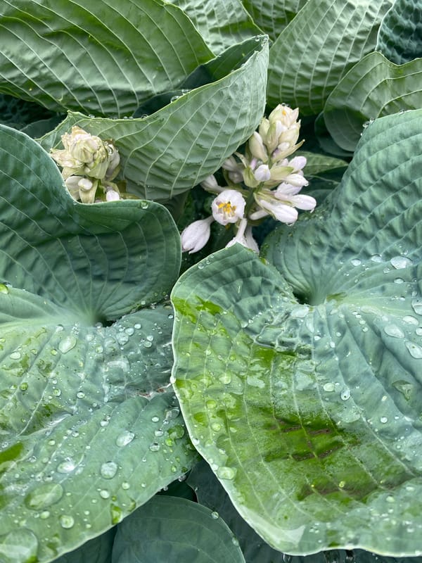 Pointe-Claire garden after rain, flowers and foliage up close