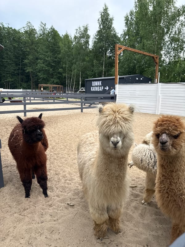 Families enjoy afternoon at Russian petting zoo with alpacas