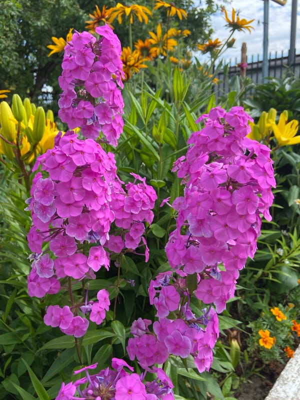 Close-up tour of a blooming summer garden, flowers and edibles