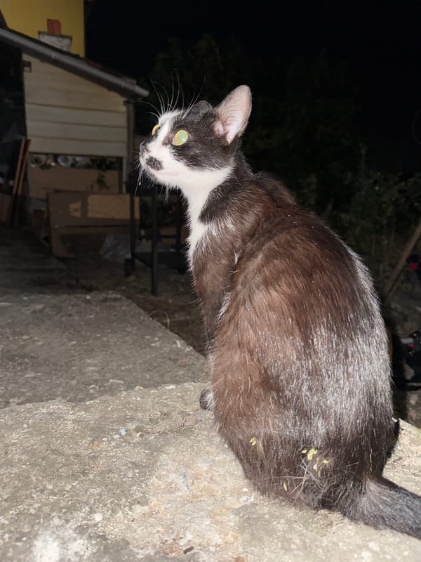 Black and white cat resting outside at night