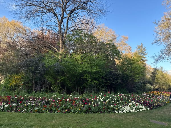 Gray squirrels forage in sunny London park