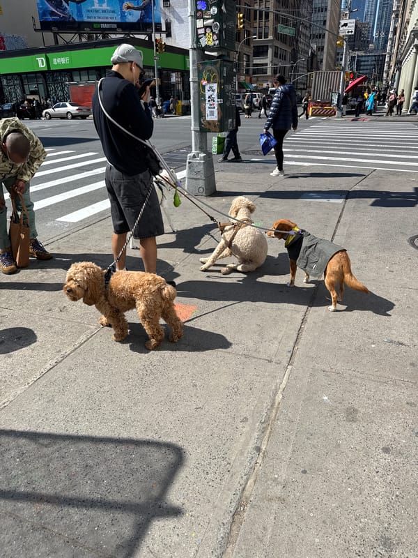 NYC street life: dog walker and selfie captured simultaneously