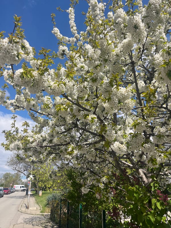 Spring blooms and parked van observed on Sofia street