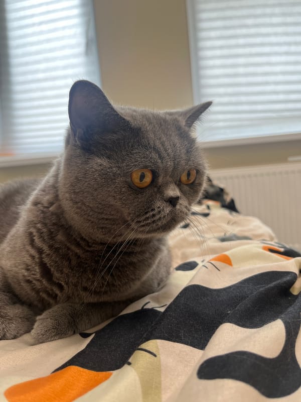 Artist documents creative session with British Shorthair companion