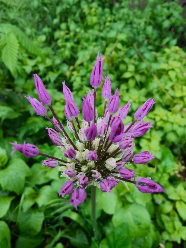 Spring flowers bloom after rain in Kryvyi Rih