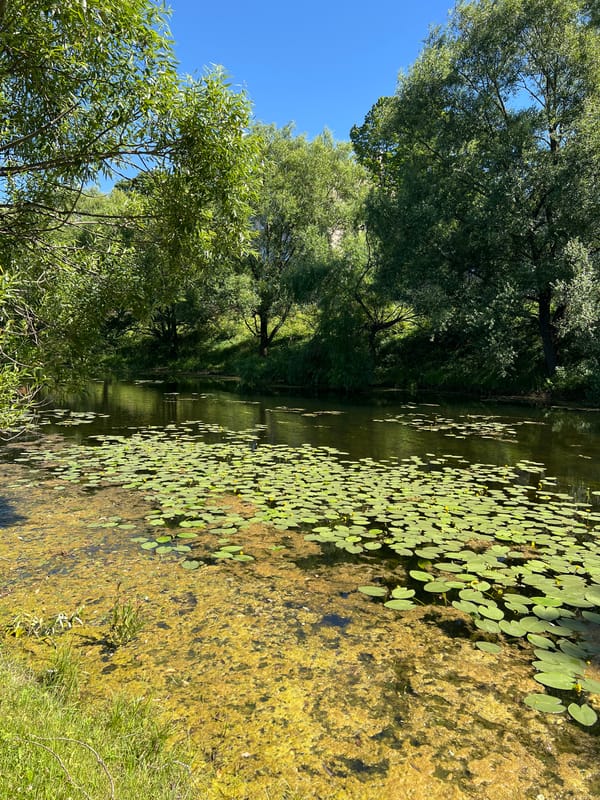 Lily pad pond and sunny parkside paths in Saint Petersburg