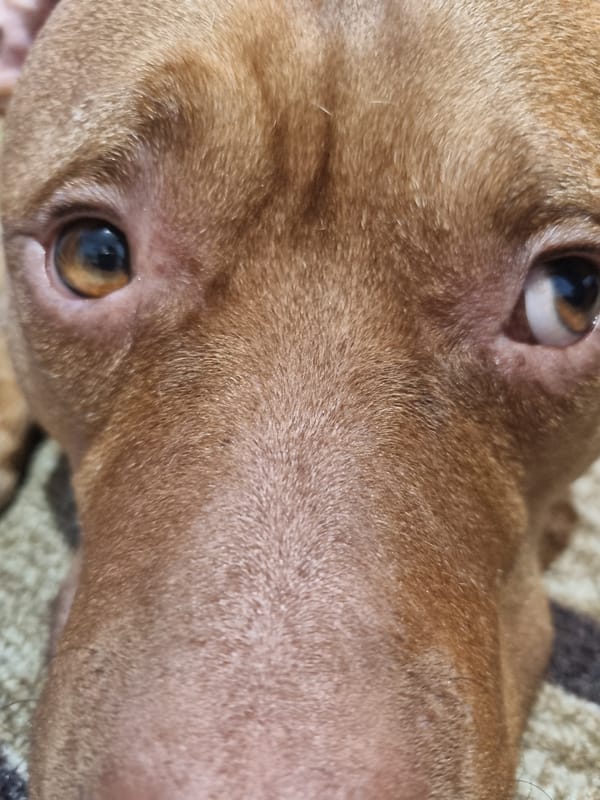 Brown dog with blue collar rests on white cloth