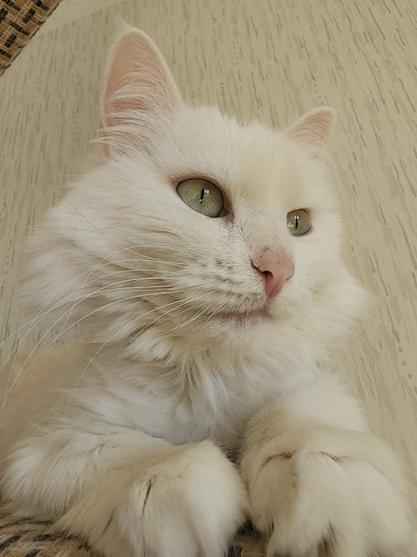 Domestic cats observed in various indoor resting positions