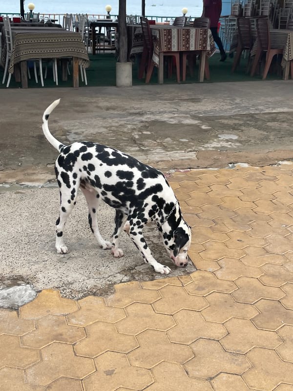 Dalmatian spotted near rocket statue in Vietnam dining area
