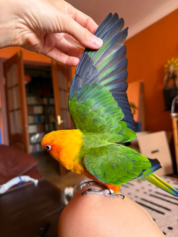 Sun conure parrot hangs out with family at home in Khimki