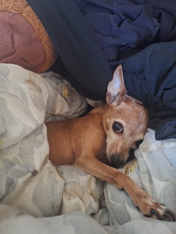 Chihuahua-mix chilling on blankets in Varna