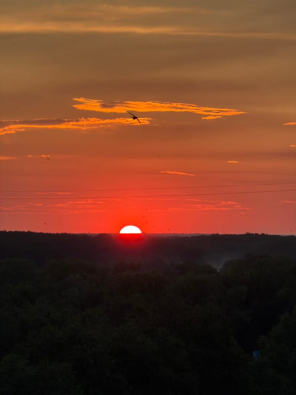 Witness Documents Sunset Sequence Over Forest During Evening Hours