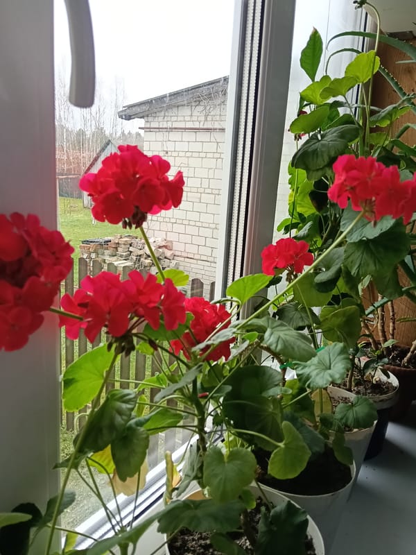 Woman tends geranium garden on windowsill in Russian village