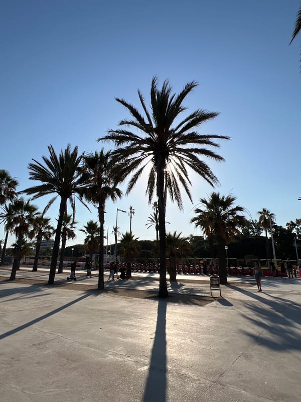 Sun and palm shadows stretch across a Barcelona promenade
