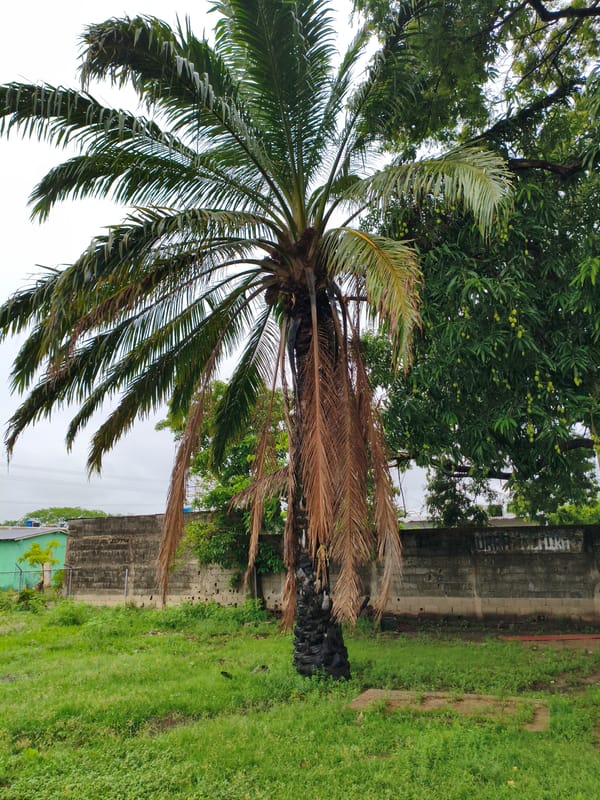 Palm tree with mixed foliage observed in Venezuelan town