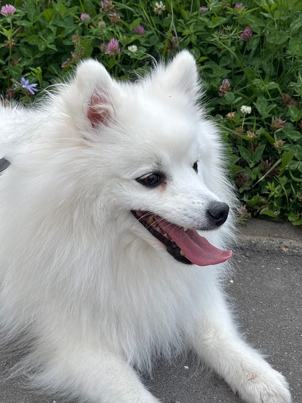 Japanese Spitz on a morning walk through Kazan green space